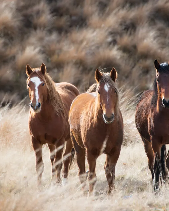 Cavalos soltos no campo
