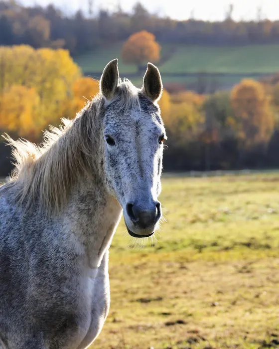 Cavalo tordilho atento no pasto