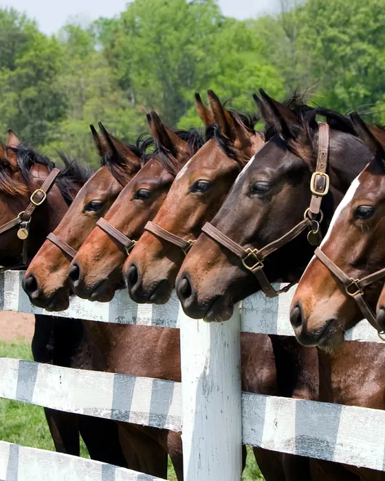 Cavalos alinhados na cerca da cocheira