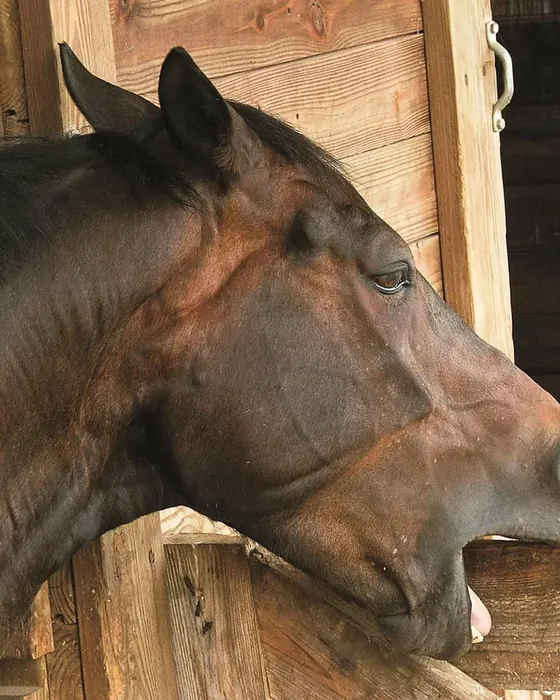 Cavalo mordendo a madeira da baia