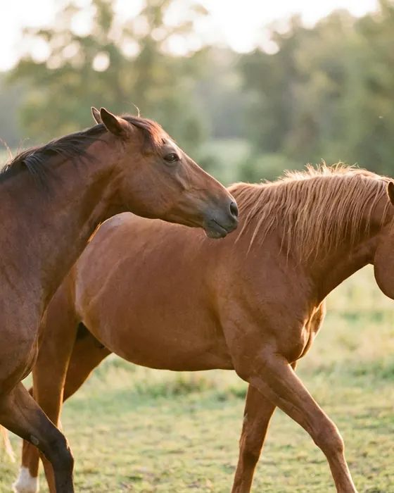 Cavalo recuando no campo