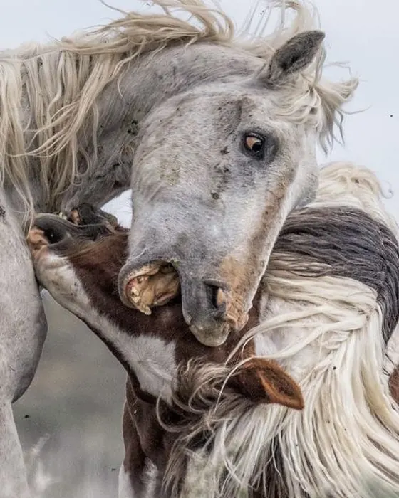 Cavalo tenso com a crina ao vento