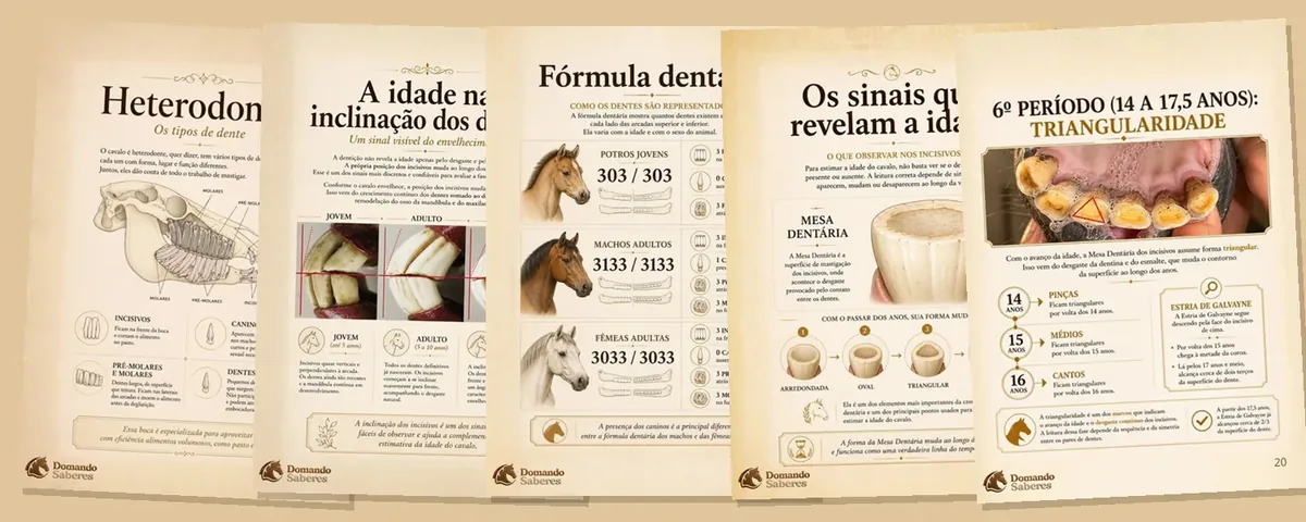 Páginas internas do ebook Cronologia Dentária Equina, com ilustrações e tabelas